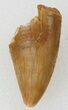 Bargain, Raptor Tooth - Morocco #37811-1